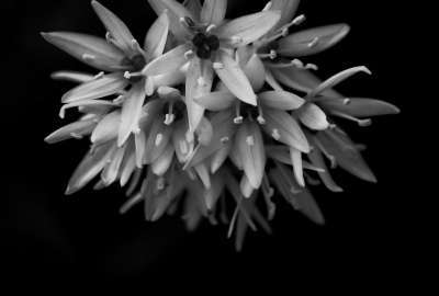 Black and White Photo of Flowers for Smartphones