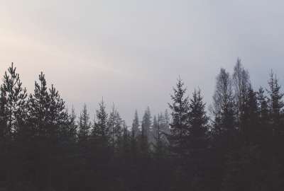 Black Blue Forest Gray Pines Sky Trees