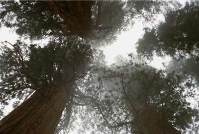 Black Branches Brown Gray Sequoias Trees White Wood