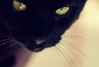 Black Cat Eyes 10002