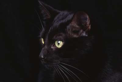 Black Cat in the Dark