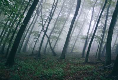 Black Fog Gray Green Trees Wood