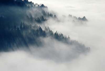 Black Fog Gray Mountains Trees White