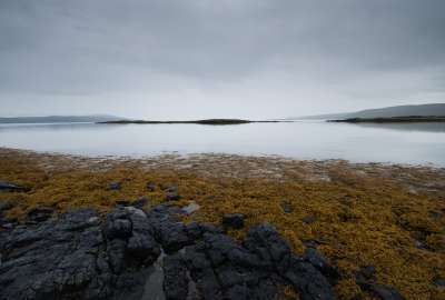 Black Gray Rocks Sea Seaweed Yellow