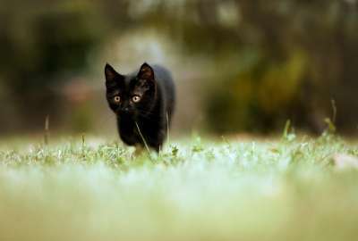 Black Kitten 12259