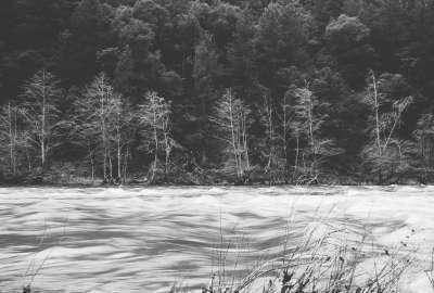 Black and white Gray Rapids Rivers Trees Water