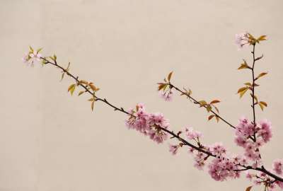 Blossoms Branches Cherries Flowers Pink Walls