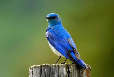 Blue Bird 10944