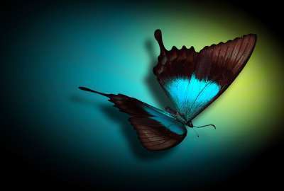 Blue Butterfly 9355