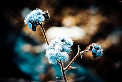 Blue Dandelion