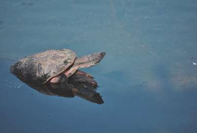 Blue Gray Pink Turtles Water
