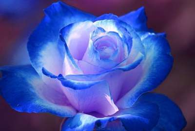 Blue Rose Flower Images HD