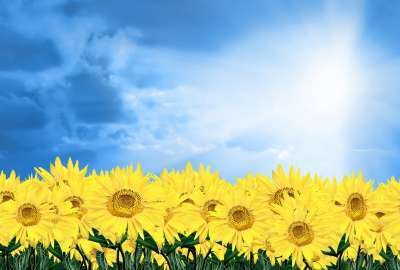Blue Sky Sunflowers Hd