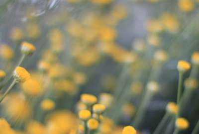 Blurry Yellow Flowers