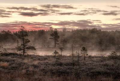 Bog in the October Mist Mukri Estonia