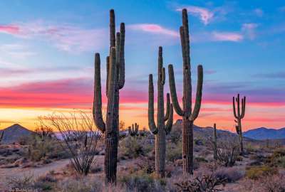 Bold Stand Of Saguaro Cactus at Sunset Near Phoenix Arizona