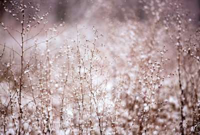Branches Brown Flowers Pink Snow White