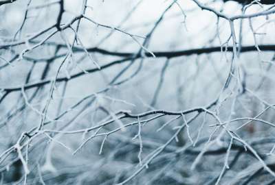 Branches of Trees Covered With Frost