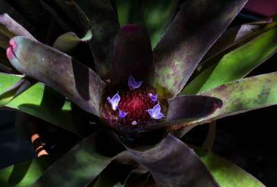 Bromeliad in Bloom