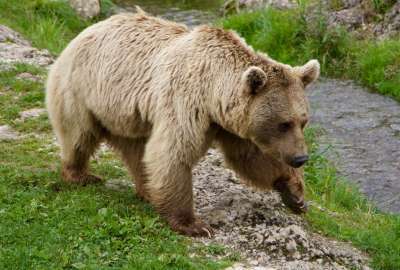 Brown Bear Siberian Walk