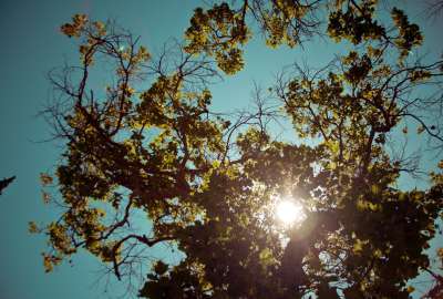 Brown Cyan Flare Green Leaves Sky Sun Trees