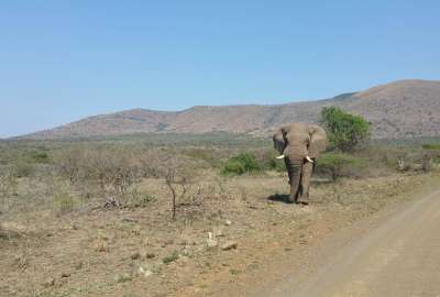 Bull Elephant Umfolozi Game Reserve South Africa