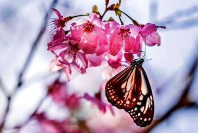 Butterfly 1405