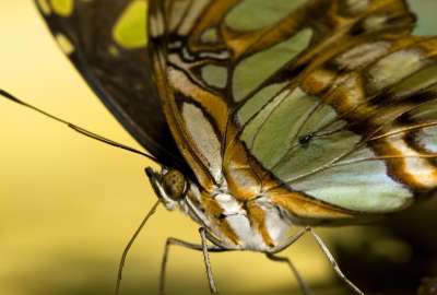 Butterfly Closeup 1957