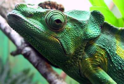 Chameleon Closeup