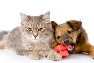 Cute Cat And Dog 1561