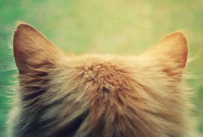 Cat Ears Closeup