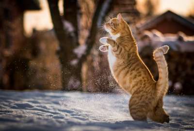 Cat In Snow 1407
