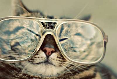 Cat With Glasses 2786