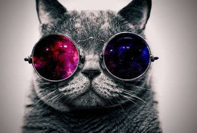 Cat With Sunglasses