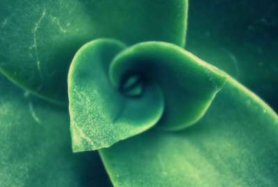 Closeup of a Plant