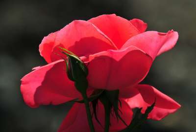 Cool S Rose Flower HD