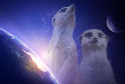 Cosmic Meerkats Because Why Not