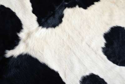 Cow Texture