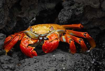 Crab Hd