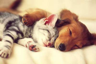 Cute Cat And Dog 11229
