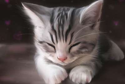 Cute Cat Sleeping