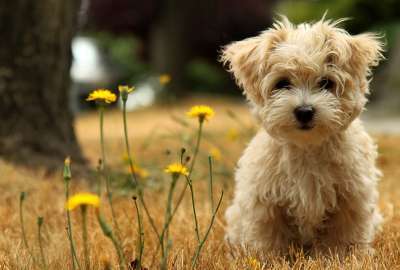 Cute Dog in Grass