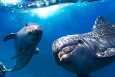 Cute Dolphins 1461