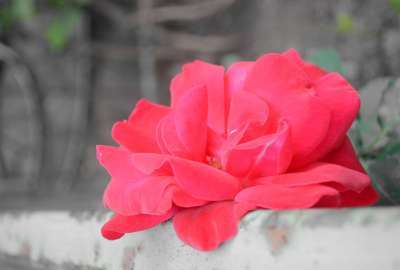 Cute Flower Red Background