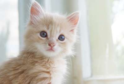 Cute Kitten 1044