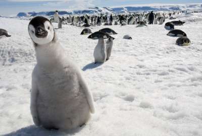 Cute Penguin 12964