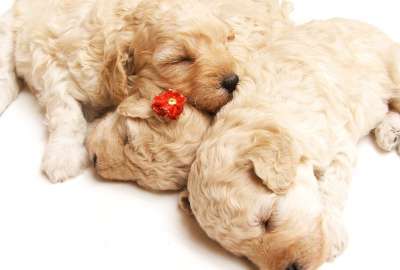 Cute Puppies 11395