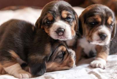Cute Puppies 30102