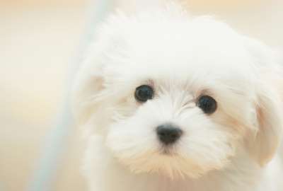 Cute Puppy Face