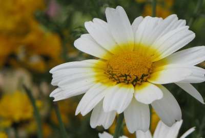 Daisy, White, Yellow, Photography, Nature, Albums